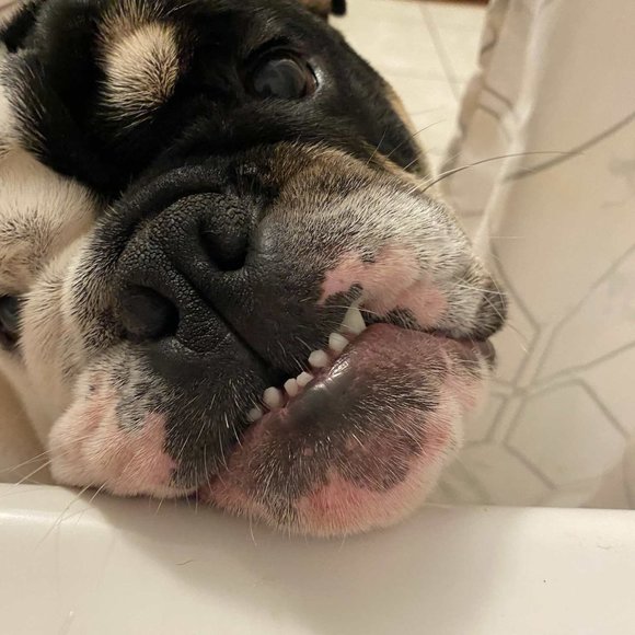 Meet your Posher, Casey - Picture 4 of 6